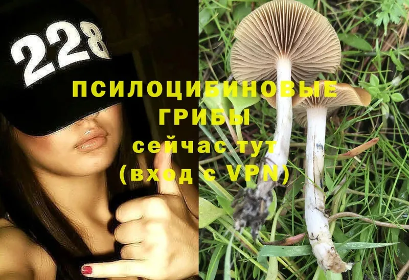 Галлюциногенные грибы MAGIC MUSHROOMS  Галич 